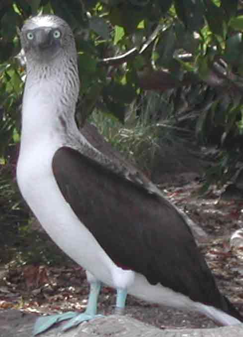 My Favorite Bird