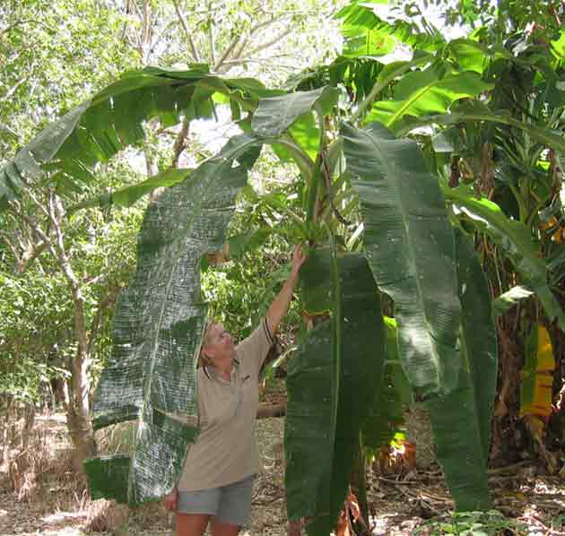 There be bannanas up there.