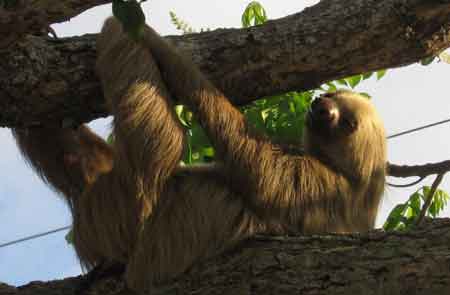 sloth